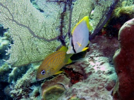 Spotfin Butterflyfish and French Grunt IMG 3140